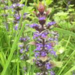 Ajuga reptans