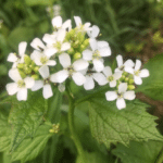 Alliara petiolata