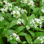 Allium ursinum