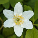 Anemone nemorosa