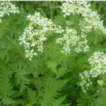 Anthriscus sylvestris