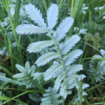 Argentina anserina