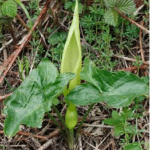 Arum maculatum