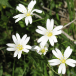 Cerastium arvense