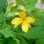 Chelidonium majus