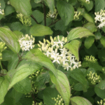 Cornus sanguinea