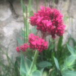 Cornus sanguinea-2
