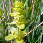 Cruciata laevipes