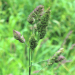 Dactylis glomoreta