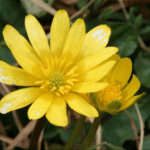 Ficaria verna