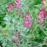 Fumaria officinalis