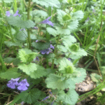 Glechoma hederacea