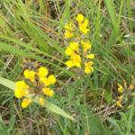 Hippocrepis comosa