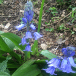 Hyacinthoides non-scripta