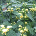Lamium galeobdolon