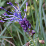 Muscari comosum