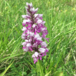 Orchis militaris