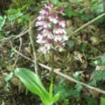 Orchis purpurea