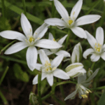 Ornithogalum divergens