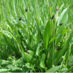 Plantago lanceolata