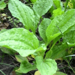 Plantago major