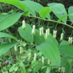 Polygonatum multiflorum