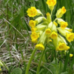 Primula veris
