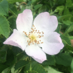 Rosa canina