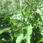 Rumex obtusifolius