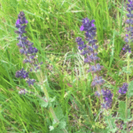 Salvia verbenaca