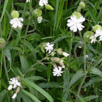 Silene latifolia Poir