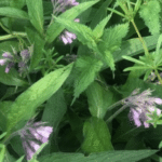Symphitum officinale