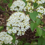 Viburnum lantana