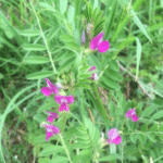 Vicia sativa