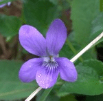 Viola sylvestris -V.reichenbachiana